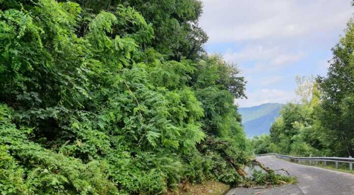 Calolzio, due alberi abbattuti dal temporale al Lavello e a Sopracornola albero maltempo calolzio