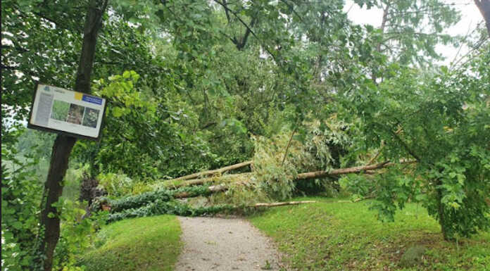 Merate, troppi alberi caduti. Chiuso il sentiero del lago di Sartirana