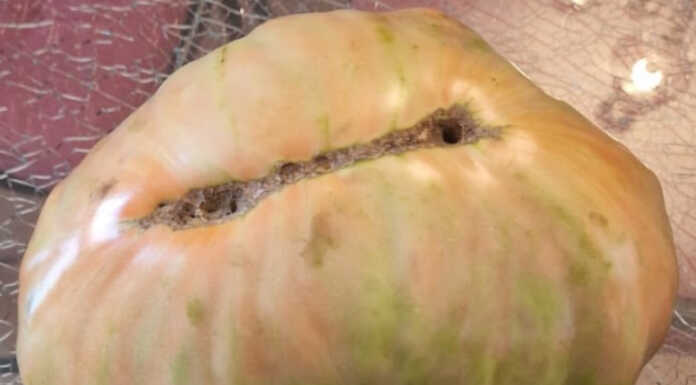 La sfida per il pomodoro più grosso da Monte Marenzo arriva… nelle Marche! Pomodoro più grosso Marche