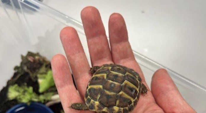 Tenta di importare dalla Svizzera una tartaruga protetta: denunciato dalla Guardia di Finanza