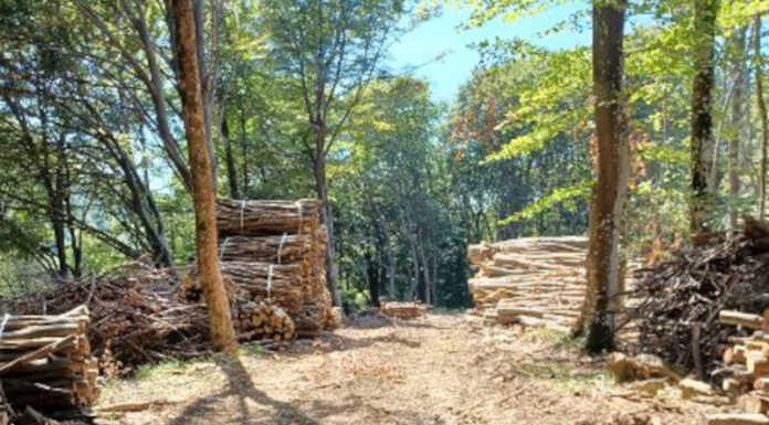 Abbadia. Lettrice segnala: “Ma il sentiero per Corda dov’è? Non esiste più” Abbadia località Corda alberi tagliati