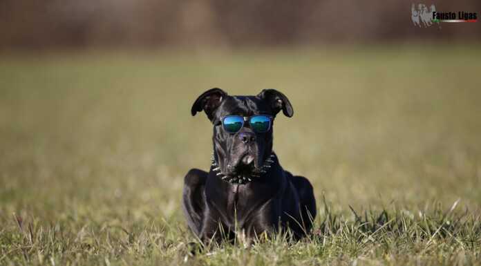 Giornata mondiale del Cane: per l’occasione alcune splendide foto di Fausto Ligas cani_foto_fausto_ligas_20230826
