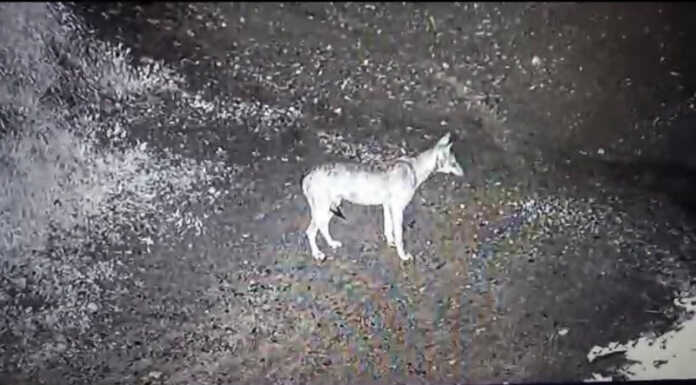 Lupi nel Lecchese, c’è la conferma. Zamperini (FDI): “Bisogna contenerli” Lupo Galbiate avvistamento