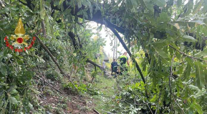 Dervio. Famiglia bloccata da alcune piante, i Vigili del Fuoco liberano il sentiero piante cadute corenno plinio sentiero