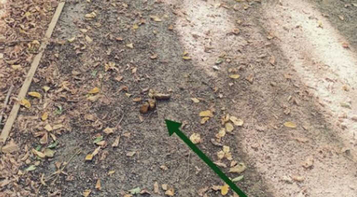 Merate, non raccoglie la deiezione del cane: multato grazie alle telecamere