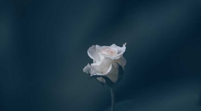 Tragedia a Premana: muore in culla bimba di pochi mesi Rosa bianca lutto