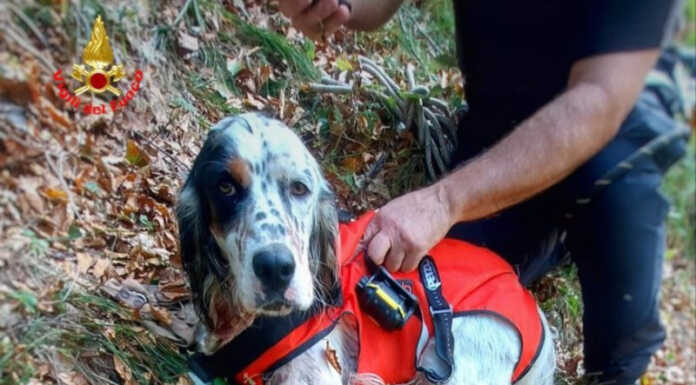 Cane cade in un canale in zona Pialeral, lo salvano i pompieri Cane soccorso Pialeral Vigili del Fuoco
