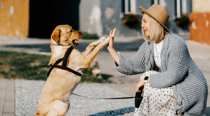 Pet Therapy: primo corso propedeutico di formazione in Api pet teraphy api lecco sondrio corso