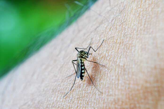 zanzara dengue febbre pixabay