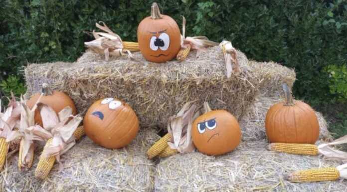 Viaggio fotografico nel campo di zucche Pick-You di Galbiate