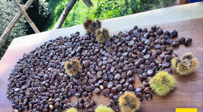 Castagno, progetto per il recupero e la conservazione del patrimonio autoctono