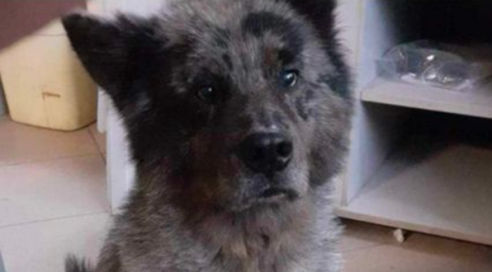 Si cerca Lasko, cane scomparso ai Resinelli Cane perso Resinelli