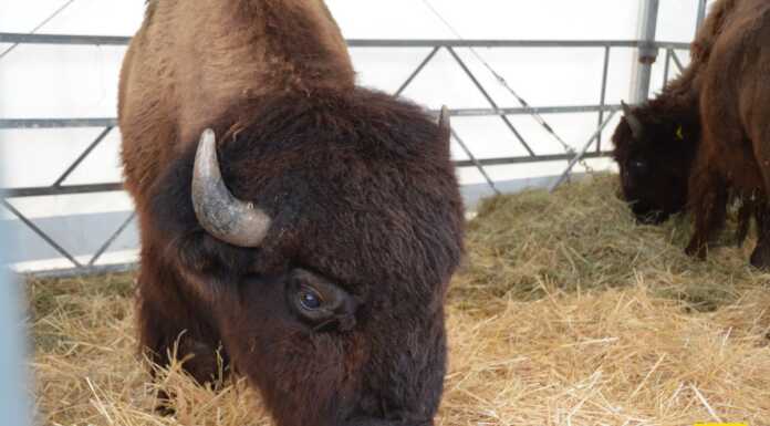 Immagini dal Fierone di Oggiono, tra gli animali anche due… bisonti!