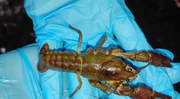 Gambero di fiume, continua l’emergenza: il WWF diffida il Comune di Colle Brianza Gamberi di fiume moria a Colle Brianza