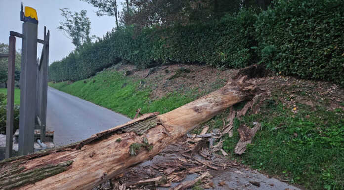 Olgiate: paura a Pianezzo per un albero crollato a terra