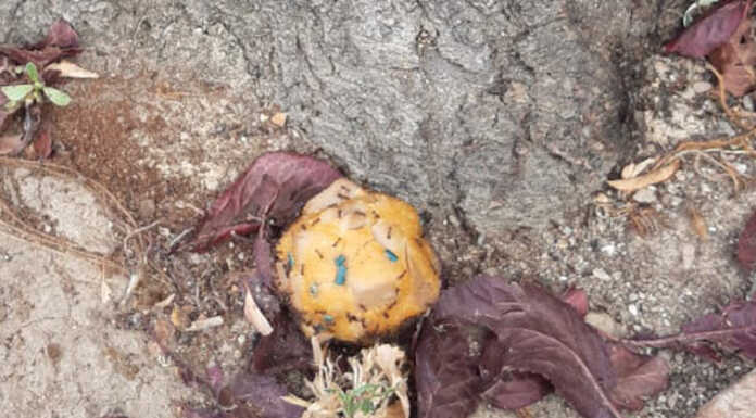 Robbiate: polpette avvelenate per strada. Attenzione per i cani