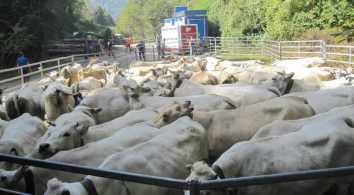 Artavaggio, un gesto d’amicizia “salva” la stagione di un allevatore