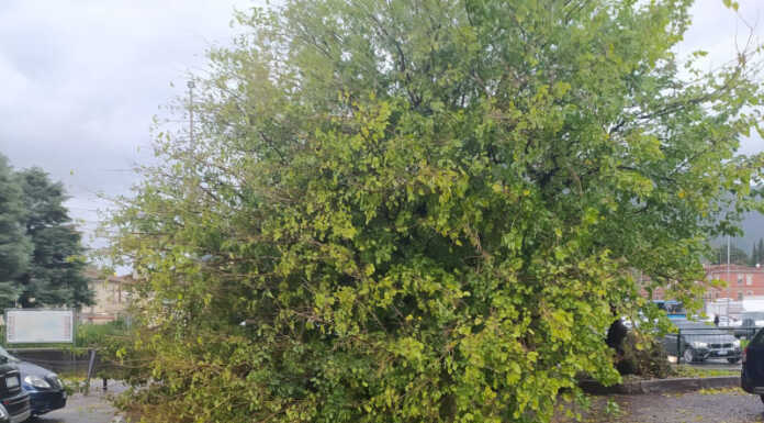 Lecco. Albero cade vicino a Villa Manzoni, operatori al lavoro per rimuoverlo Albero caduto Villa Manzoni parcheggio