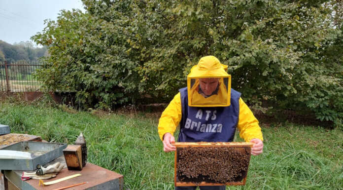 ATS Brianza e le api: un’indagine per salvarle da pesticidi e cambiamenti climatici Ats Brianza indagine spopolamento api