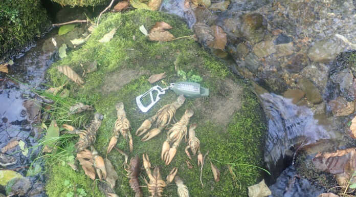 Emergenza gambero di fiume, il WWF: “Occorre intervenire per salvare gli altri esemplari” moria di gamberi