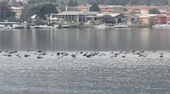 Cormorani, massiccia presenza sul Lario. Simonetti: “Danni ittici ed economici notevoli” Cormorani garlate