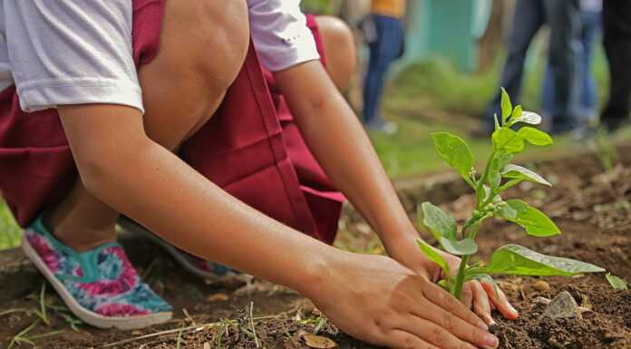 Cura del verde a Lecco, entro la prossima primavera 100 nuovi alberi cura verde piantare albero alberi pixabay
