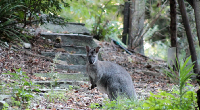 Pusiano. I ‘canguri’ dell’Isola dei Cipressi sequestrati e trasferiti in Toscana wallaby