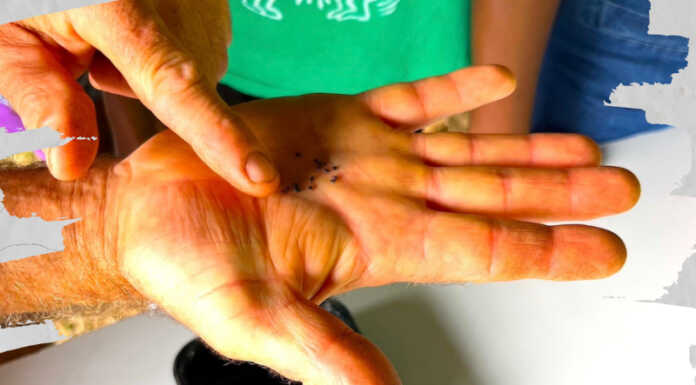 “Ad ogni seme serve cura”, incontro a Cascina Don Guanella Ad_ogni_seme_serve_cura