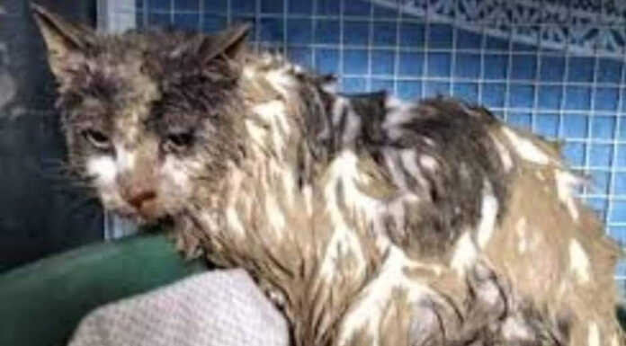 Alluvione in Toscana: Enpa e Brivio che dona insieme per la raccolta cibo per animali