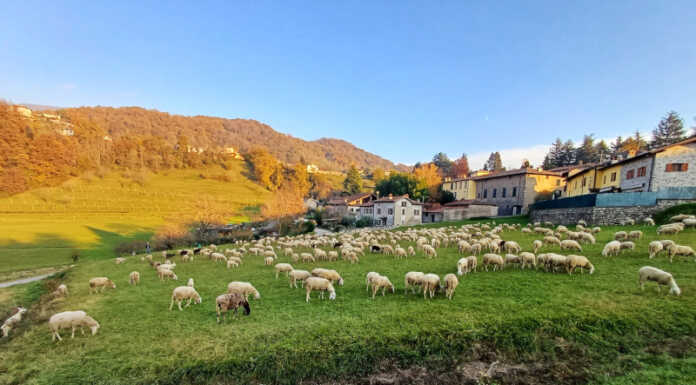 Conti le pecore per addormentarti? Contale per dare una mano a Telethon Nell'immagine solo una parte del gregge passato per Monte Marenzo