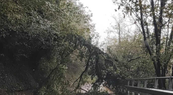 Colle Brianza. Grossa pianta sulla Sp58, strada chiusa verso S. Maria Hoè Pianta caduta Colle Brianza sp 58