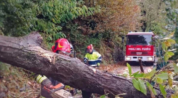 Serata di super lavoro per i Vigili del Fuoco a causa del forte vento Vigili del fuoco pianta caduta taglio