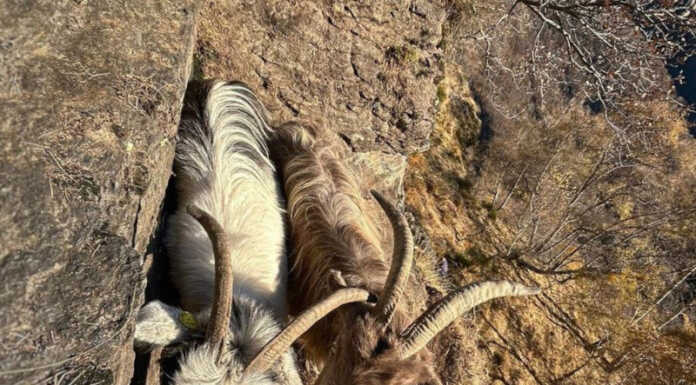 Capre Orobiche bloccate sul Monte Legnone, recuperate dai Vigili del Fuoco Capre orobiche recupero Monte Legnone Vigili del Fuoco