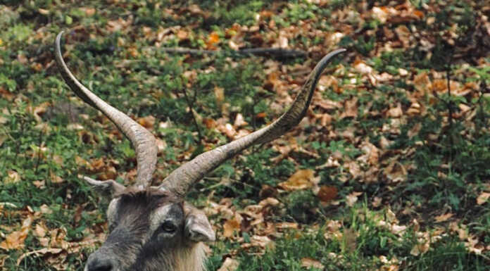 Capra Orobica. Domani e domenica la Mostra Regionale a Casargo: oltre 400 capi iscritti Capra Orobica