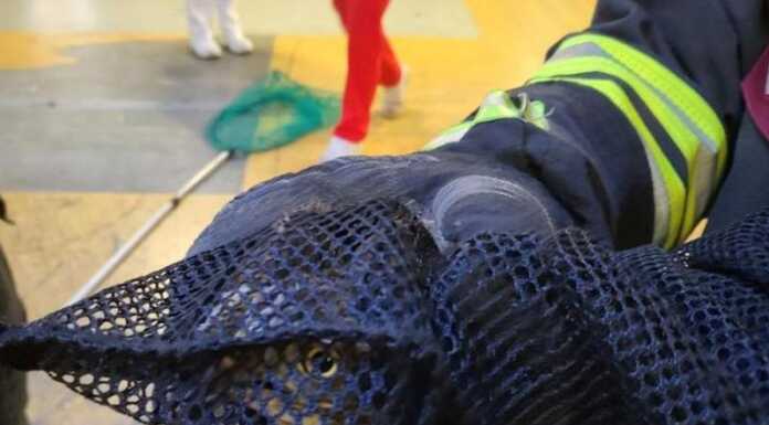 Falchetto bloccato all’interno dell’Ospedale, liberato da Vigili del Fuoco