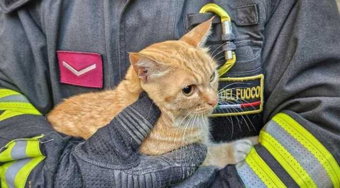 Un altro intervento dei Vigili del Fuoco per recuperare un gatto su un albero salvataggio gatto vvf