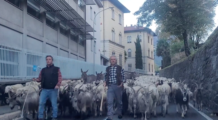 Lo spettacolo della transumanza attraversa la città transumanza