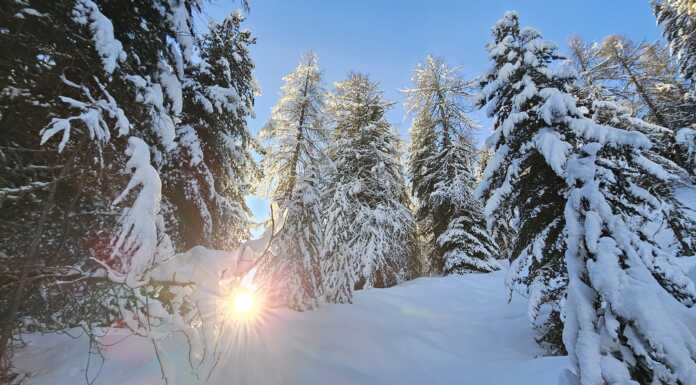 Buon anno da Fisio Online