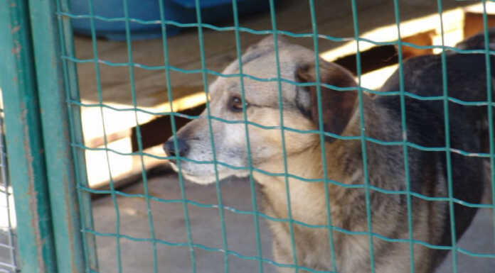 ‘Quattrozampe cerca famiglia’: Ats in prima linea per prevenire il randagismo Canile Cane Gabbia