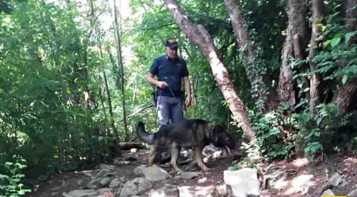 Oltre 4 kg di cocaina a domicilio a settimana, smantellata grossa rete di spaccio Cinofili_droga_spaccio_polizia