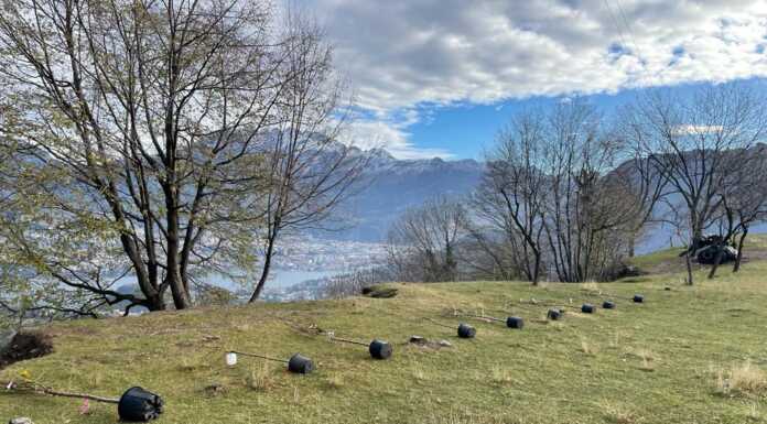 Grazie alla Comunità Montana a San Tomaso rifioriranno i mandorli foto mandorli san tomaso