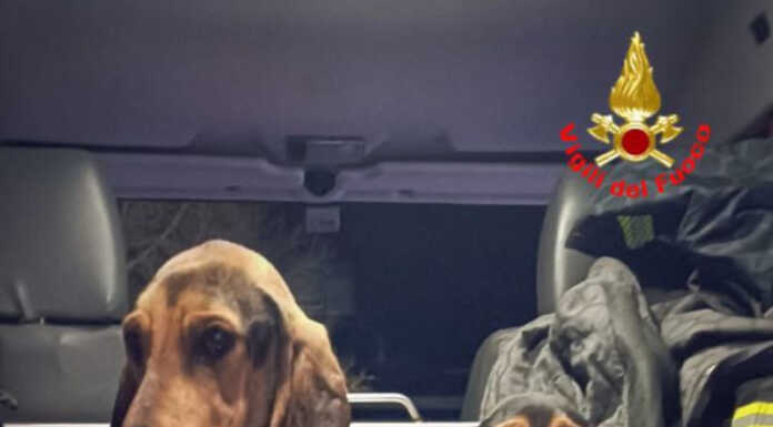 Due cani in un dirupo sul Legnoncino, recuperati dai Vigili del Fuoco Cani soccorsi dirupo Legnoncino