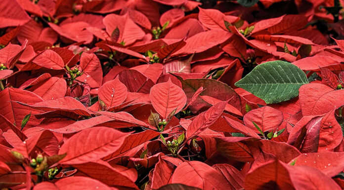 Lecco si illumina di solidarietà con le Stelle di Natale AIL Stelle di Natale