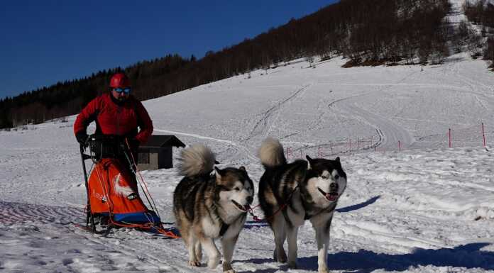 Casargo. Ha preso il via il XIX Alaskan Malamute Sleddog Day