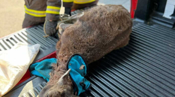 Capriolo ferito a Valmadrera, l’animale è stato soccorso dai Vigili del Fuoco Capriolo ferito Vigili del Fuoco Valmadrera