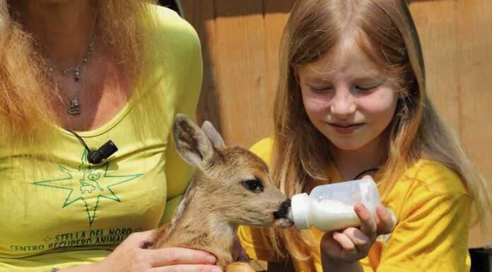Calolzio. Oltre 1.300 animali selvatici ricoverati al Cras “Stella del Nord” Cras_stella_del_nord_calolzio_20240118