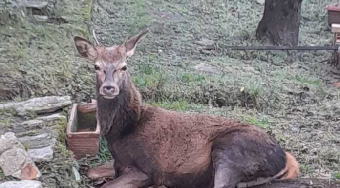 Polizia provinciale: soccorso un cervo a Dorio cervo dorio