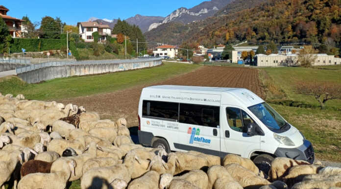 Censimento pecore per Telethon: raccolti 1.000 euro con l’iniziativa benefica pecore telethon polisportiva monte marenzo