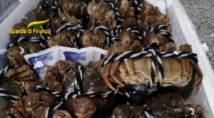 Malpensa. Sequestrati in dogana 150 kg di granchi cinesi vivi