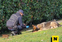 Colico. Bocconi avvelenati in località Laghetto, si raccomanda la massima prudenza Carabinieri Forestali Bonifica bocconi avvelenati Lecco viale montegrappa febbario 2024